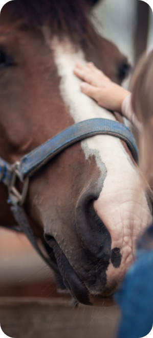 Veterinarian strokes a horse's face during a check up
